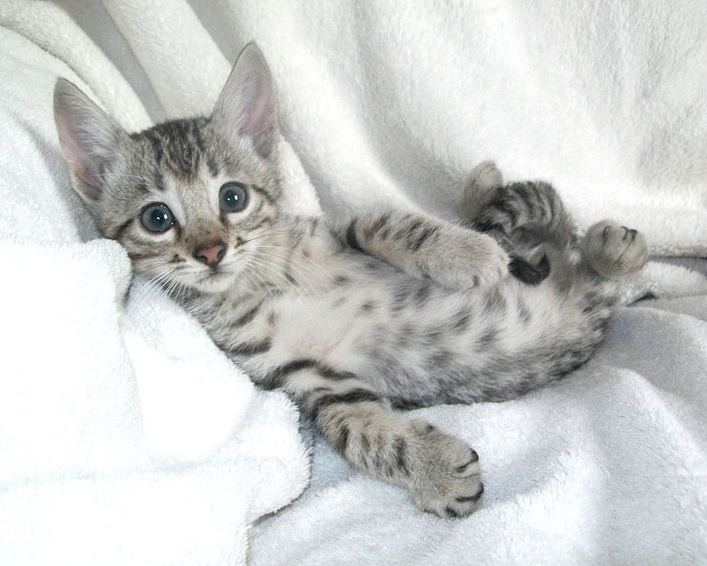 bengal tabby kittens for sale