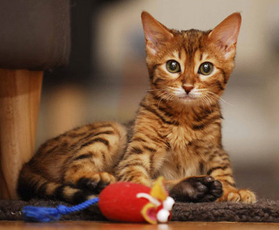 Bengal Kittens for sale