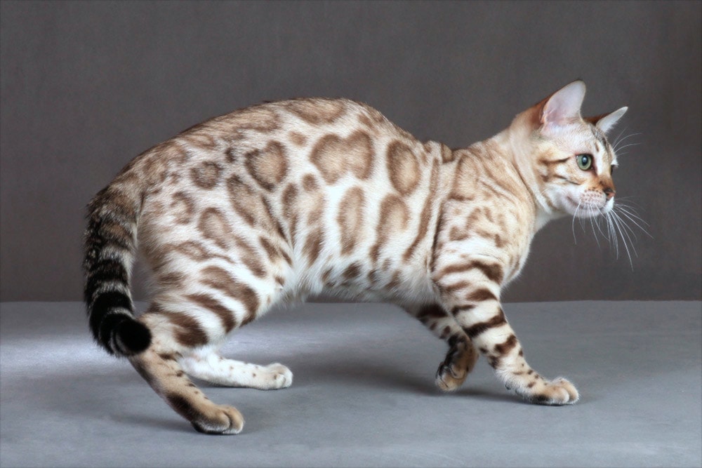 snow mink bengal kittens for sale