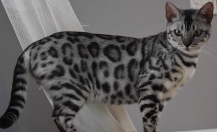 charcoal marble bengal cat